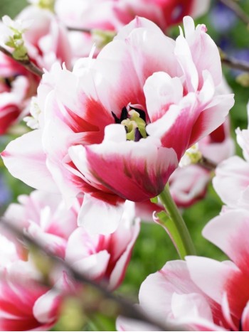 Лале (Tulipa 'Gerbrand Kieft') T5 Лале (Tulipa 'Gerbrand Kieft') T5